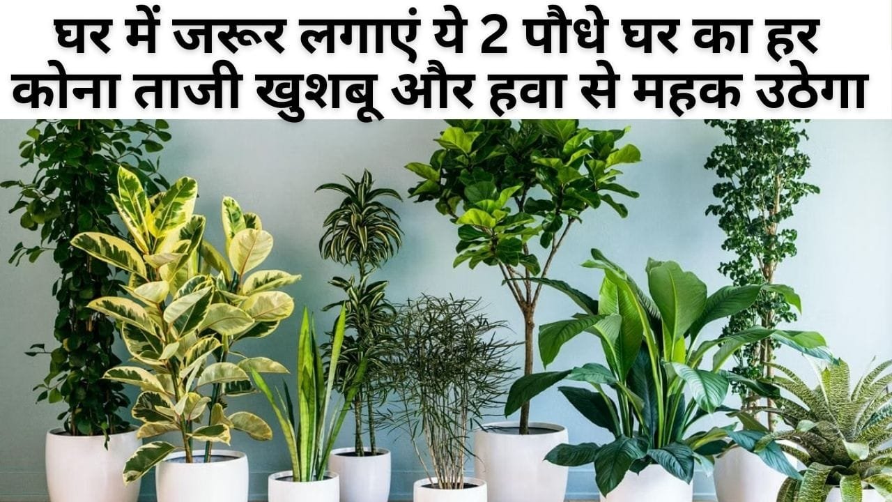 Gardening Tips: घर में जरूर लगाएं ये 2 पौधे, घर का हर कोना ताजी खुशबू और हवा से महक उठेगा एयर प्यूरीफायर की भी नहीं पड़ेगी जरूरत