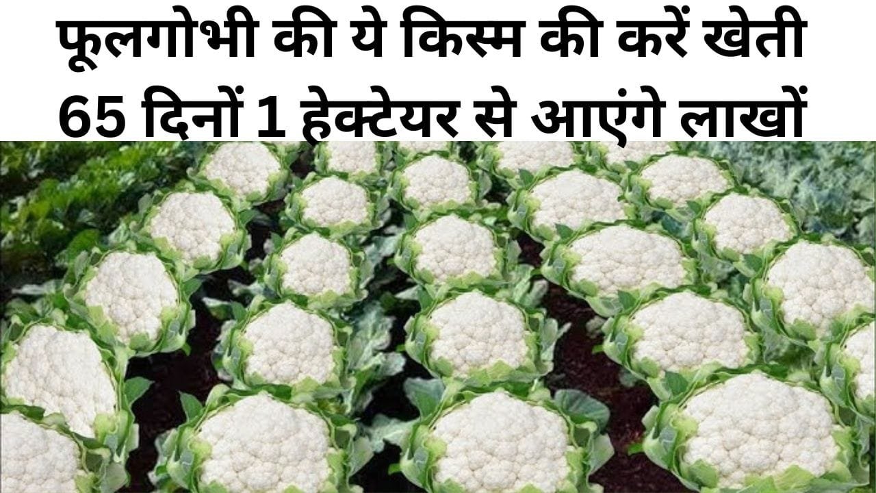 फूलगोभी की ये किस्म की करें खेती, 65 दिनों एक हेक्टेयर से आएंगे लाखों रूपए, किसान कहते हैं इसे ATM!