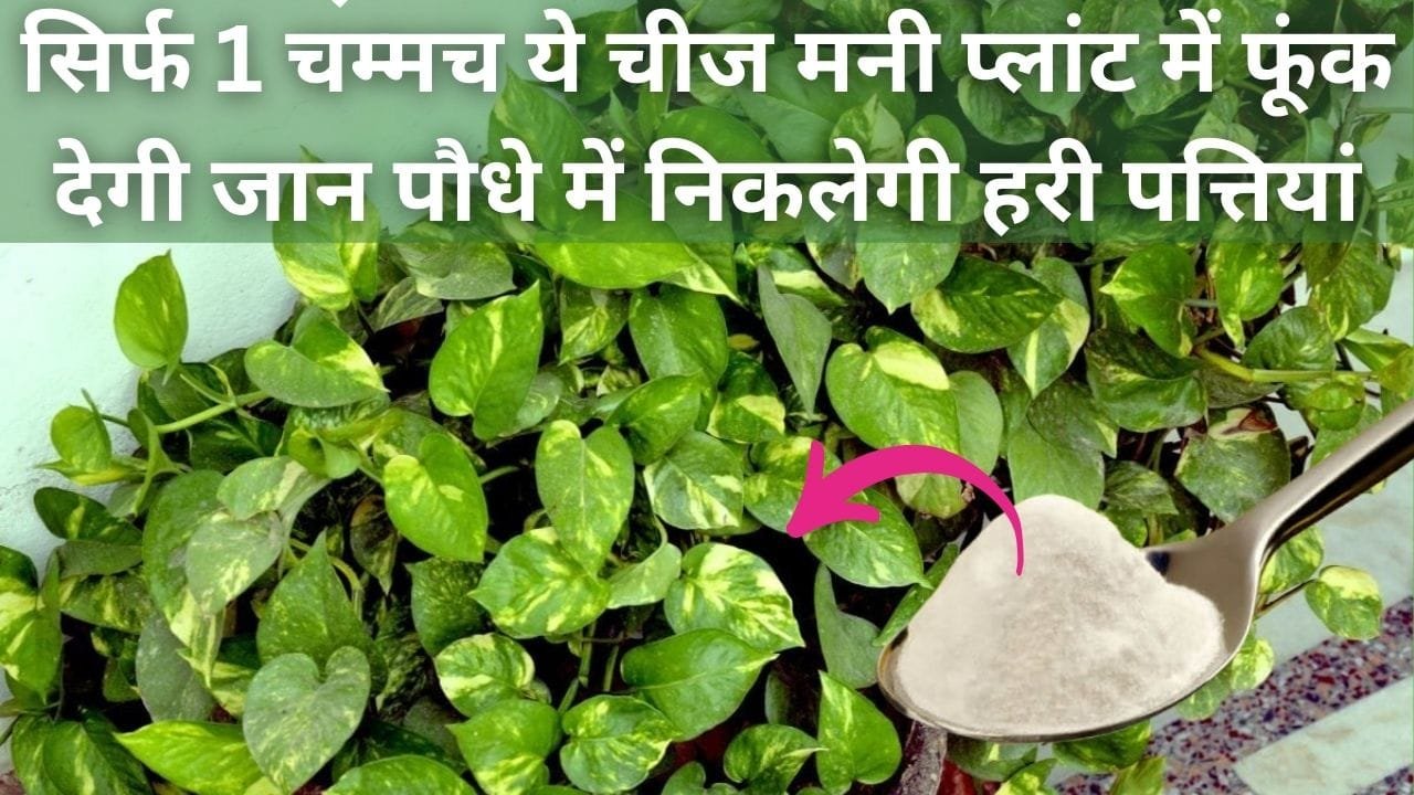 Gardening tips: सिर्फ 1 चम्मच ये चमत्कारी चीज मनी प्लांट में फूंक देगी जान, पौधे में निकलेगी हरी पत्तियां माली ने स्वयं इस्तेमाल करके दिखाया कमाल