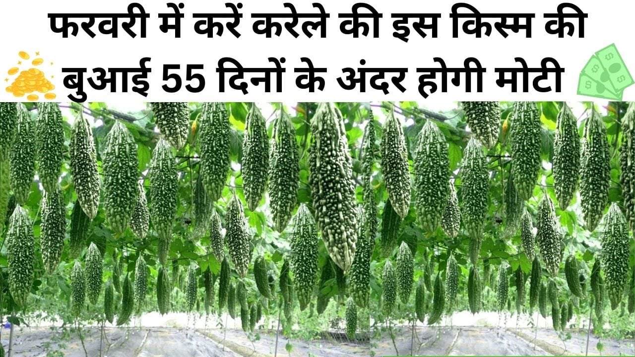 फरवरी के महीने में करें करेले की इस किस्म की बुआई, 55 दिनों के अंदर होगी मोटी कमाई समेत तगड़ा मुनाफा, जाने बसंत ऋतु में बुआई का तरीका