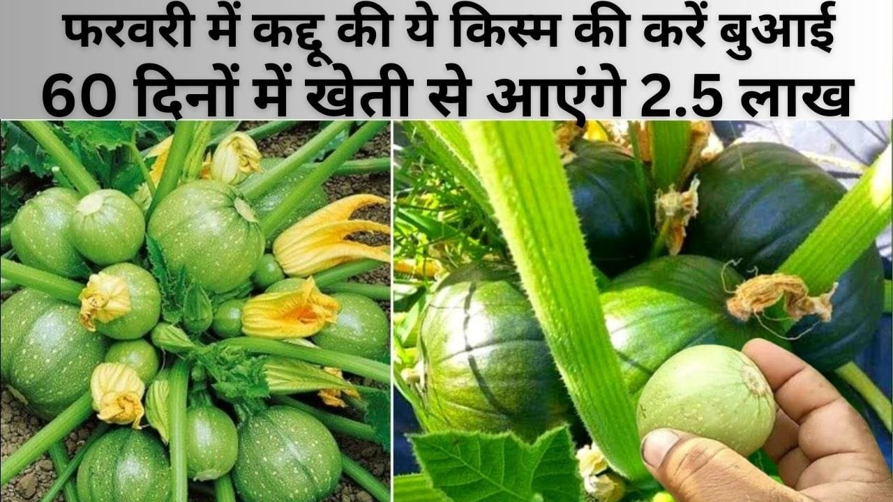 फरवरी-मार्च में कद्दू की ये किस्म की करें बुआई, 60 दिनों में होगी लाखों की जबरदस्त कमाई एक एकड़ में खेती से आएंगे 2.5 लाख, जाने नाम