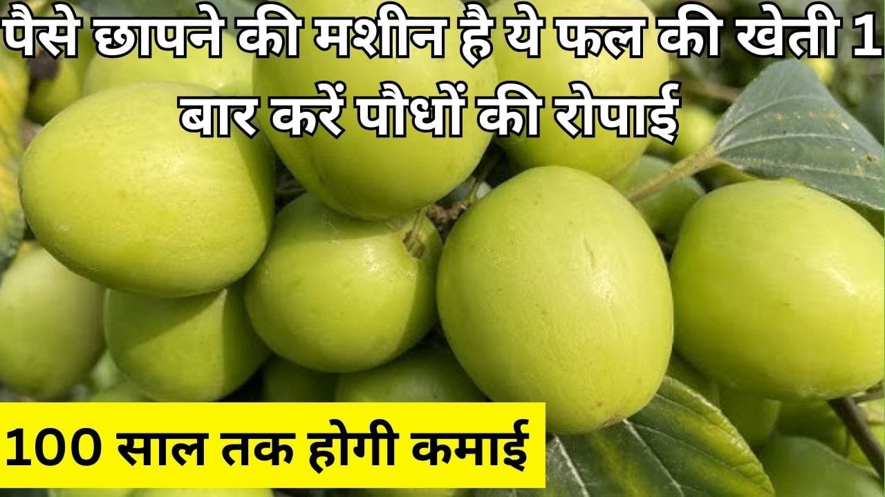 पैसे छापने की मशीन है ये फल की खेती, एकबार करें पौधों की रोपाई 100 साल तक होगी मोटी कमाई खेती से बन जाएंगे धन्ना सेठ, जाने नाम