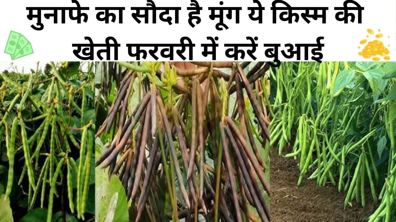 मुनाफे का सौदा है मूंग ये किस्म की खेती, फरवरी में करें बुआई 65 दिनों में बंपर उपज के साथ होगी तगड़ी कमाई, जाने बुआई का बेस्ट तरीका