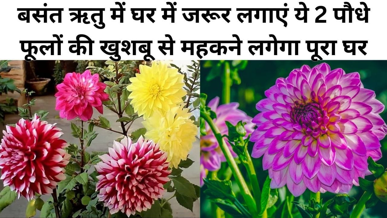 Gardening tips: बसंत ऋतु में घर में जरूर लगाएं ये 2 पौधे, हरियाली और खूबसूरत फूलों की खुशबू से महकने लगेगा पूरा घर, जाने नाम