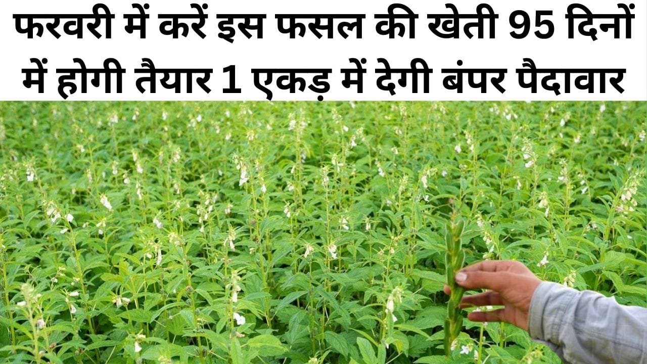 फरवरी के महीने में करें इस फसल की खेती, 95 दिनों में होगी तैयार एक एकड़ में देगी जबरदस्त पैदावार समेत तगड़ी कमाई, जाने नाम