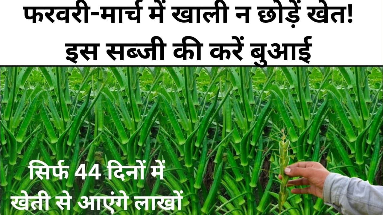 फरवरी-मार्च में खाली न छोड़ें खेत! इस सब्जी की करें बुआई, सिर्फ 44 दिनों में खेती से आएंगे लाखों, जाने बसंत ऋतु में बुआई का तरीका