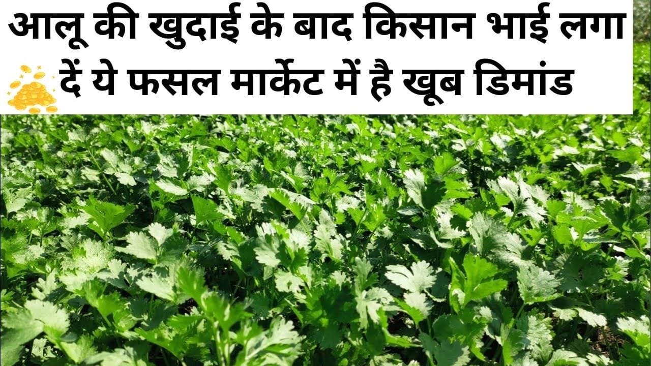 आलू की खुदाई के तुरंत बाद किसान भाई लगा दें ये फसल, मार्केट में सालभर रहती है खूब डिमांड खेती से हो जाएंगे मालामाल, जाने नाम