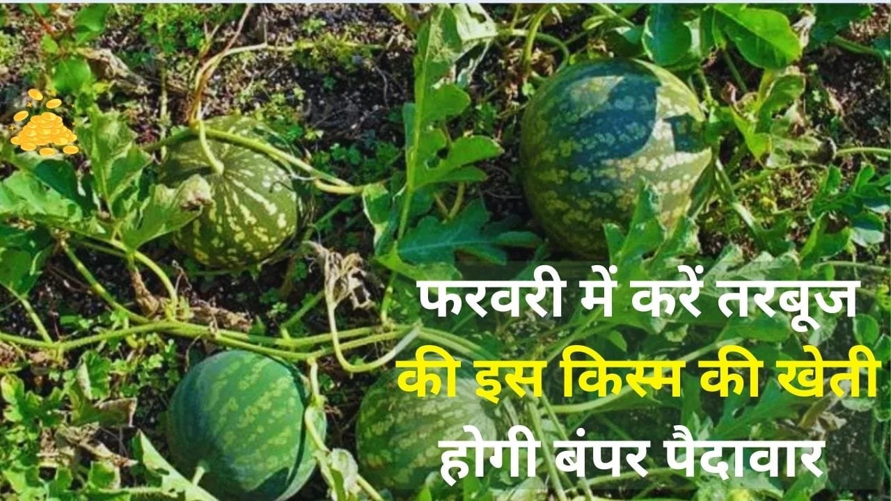 फरवरी में करें तरबूज की इस किस्म की खेती, एक एकड़ में होगी बंपर पैदावार के साथ ताबड़तोड़ कमाई, जाने नाम