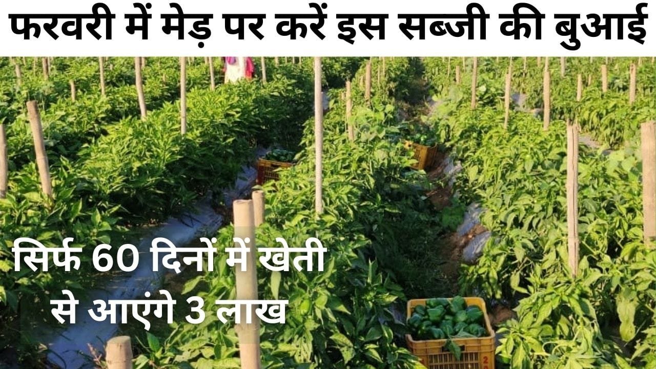 फरवरी में मेड़ पर करें इस सब्जी की बुआई, सिर्फ 60 दिनों में खेती से अकाउंट में आएंगे 3 लाख मार्केट में है खूब डिमांड, जाने नाम बुआई का तरीका