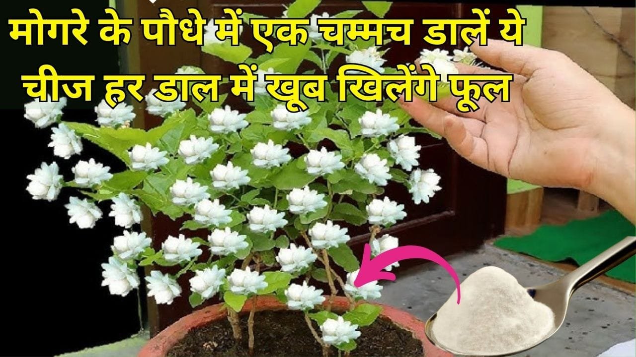Gardening tips: फरवरी में मोगरे के पौधे में एक चम्मच डालें ये चमत्कारी चीज, हर डाल में खूब खिलेंगे फूल माली का ये राज हर किसी के नहीं है पास