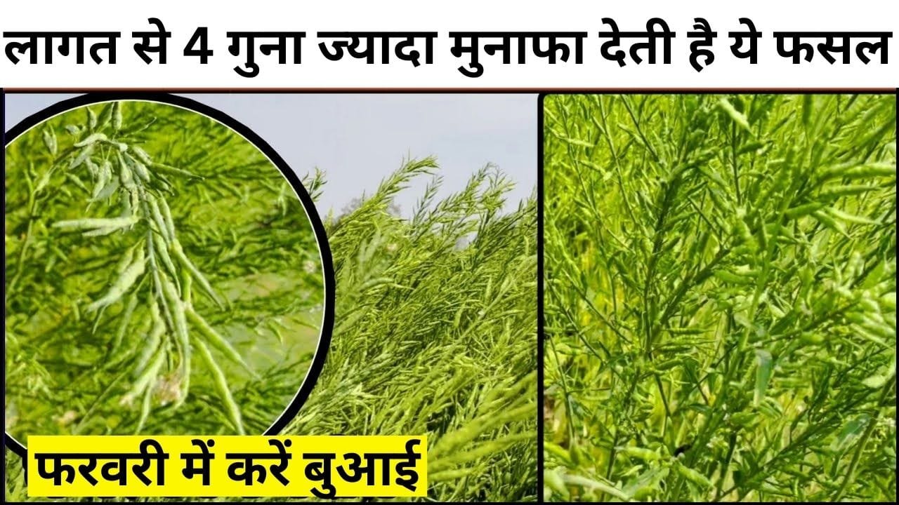 लागत से 4 गुना ज्यादा मुनाफा देती है ये फसल की खेती, फरवरी में करें बुआई 1 एकड़ में खेती से होगी छप्परफाड़ कमाई, जाने बसंत  ऋतु में बुवाई का तरीका