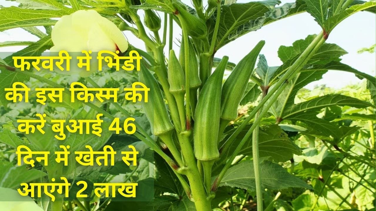 फरवरी में भिंडी की इस किस्म की करें बुआई, 46 दिनों में होगी बंपर पैदावार 1 एकड़ में खेती से आएंगे 2 लाख, जाने बसंत ऋतु में बुआई का तरीका