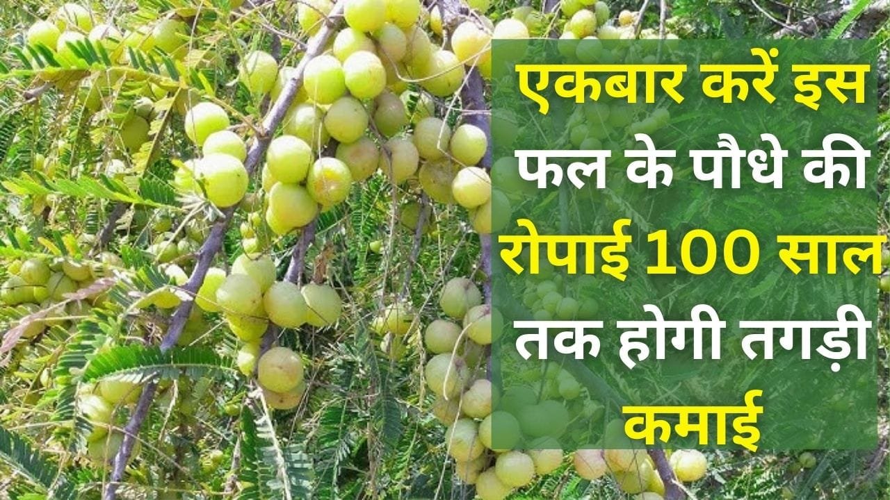 एकबार करें इस फल के पौधे की रोपाई 100 साल तक होगी तगड़ी कमाई, मार्केट में है खूब डिमांड, जाने नाम और काम