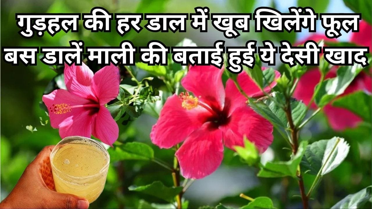 Gardening Tips: गुड़हल के पौधे की हर डाल में खूब खिलेंगे फूल, बस डालें माली की बताई हुई ये देसी खाद और देखें शानदार कमाल
