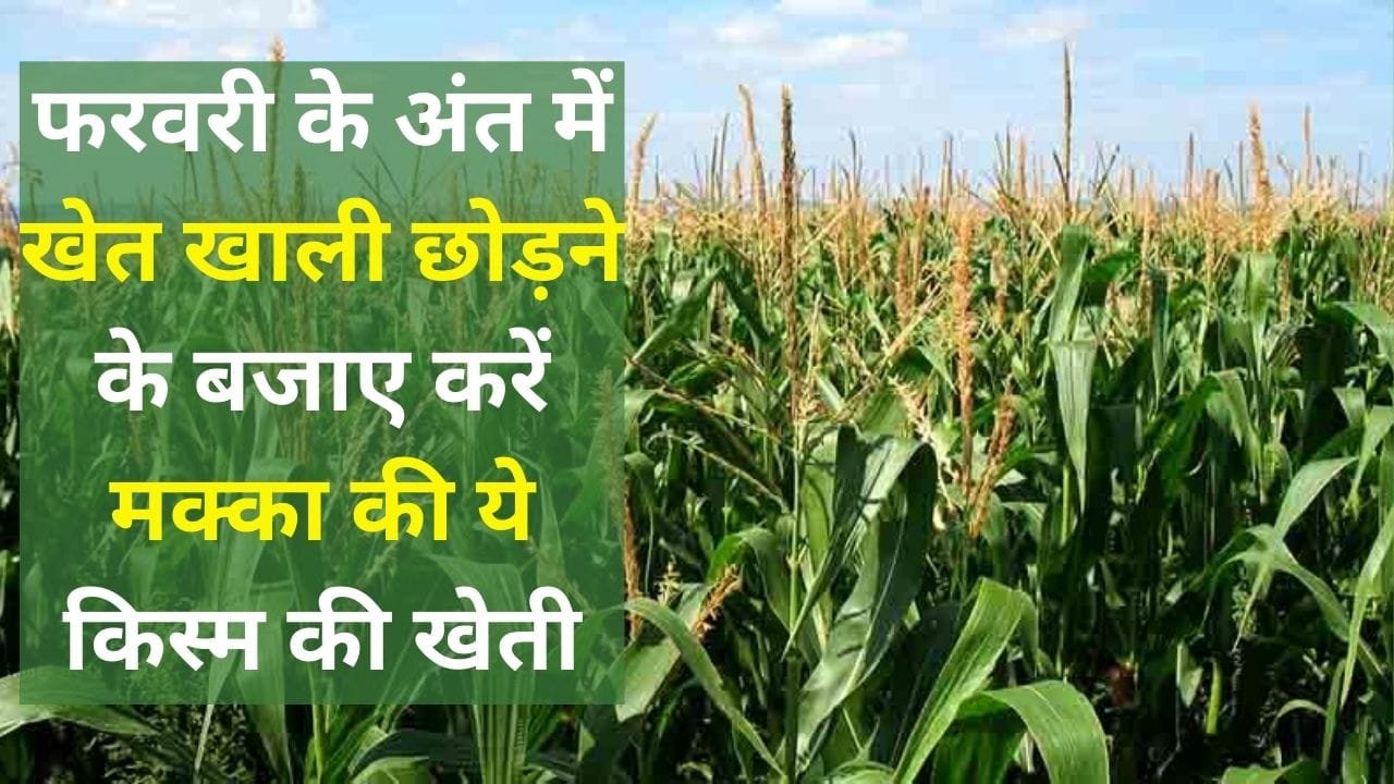 फरवरी के अंत में खेत खाली छोड़ने के बजाए करें मक्का की ये किस्म की खेती, कम लागत में होगा लाखों का मुनाफा, जाने नाम