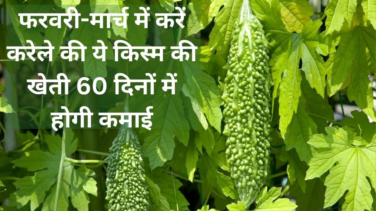 फरवरी-मार्च में करें करेले की ये किस्म की खेती, 60 दिनों में खेती से होगी तगड़ी कमाई खेती से बदल जाएगी किसानों की किस्मत, जाने नाम