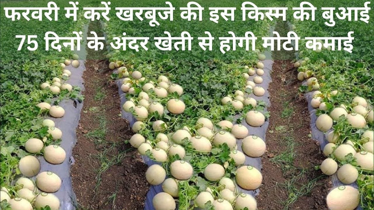 फरवरी में करें खरबूजे की इस किस्म की बुआई, 75 दिनों के अंदर खेती से होगी मोटी कमाई के साथ बंपर पैदावार, जाने बसंत ऋतु में बुआई का तरीका