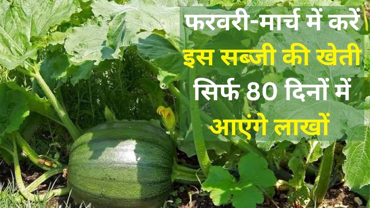 फरवरी-मार्च में किसान करें इस सब्जी की खेती, सिर्फ 80 दिनों में खेती से आएंगे लाखों रूपए खेती से बन जाएंगे धन्ना सेठ, जाने बुआई का तरीका