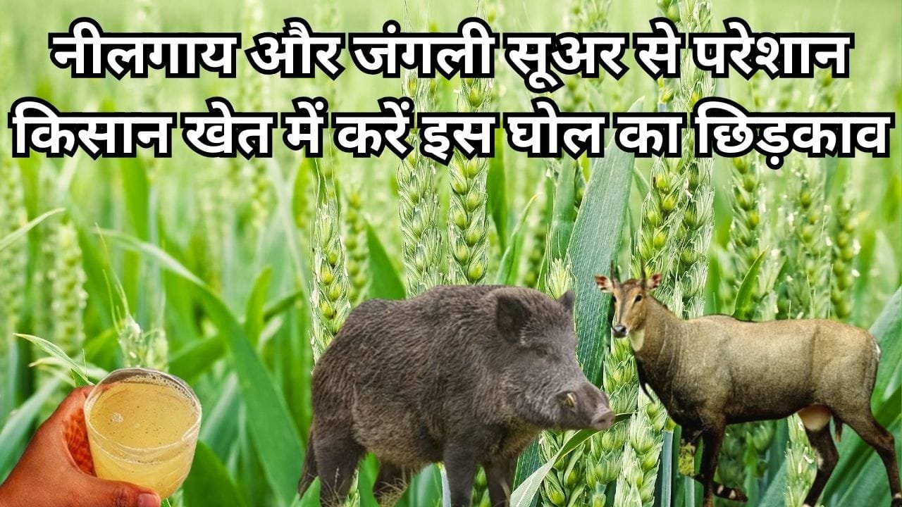 Agriculture tips: नीलगाय और जंगली सूअर से परेशान किसान खेत में करें इस घोल का छिड़काव, तीव्र सुगंध से उल्टे पैर लौट जाएंगे जानवर