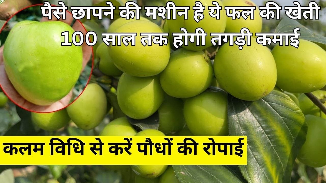 पैसे छापने की मशीन है ये विदेशी फल की खेती, कलम विधि से करें पौधों की रोपाई 100 साल तक होगी तगड़ी कमाई, जाने नाम