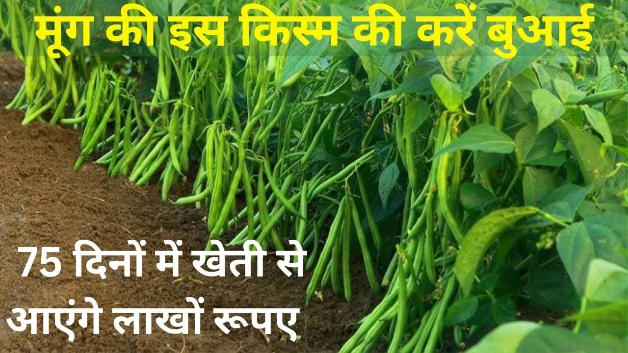मूंग की इस किस्म की करें बुआई, 75 दिनों में एक हेक्टेयर में खेती से आएंगे लाखों रूपए कम लागत में लखपति बन जाएंगे किसान, जाने नाम