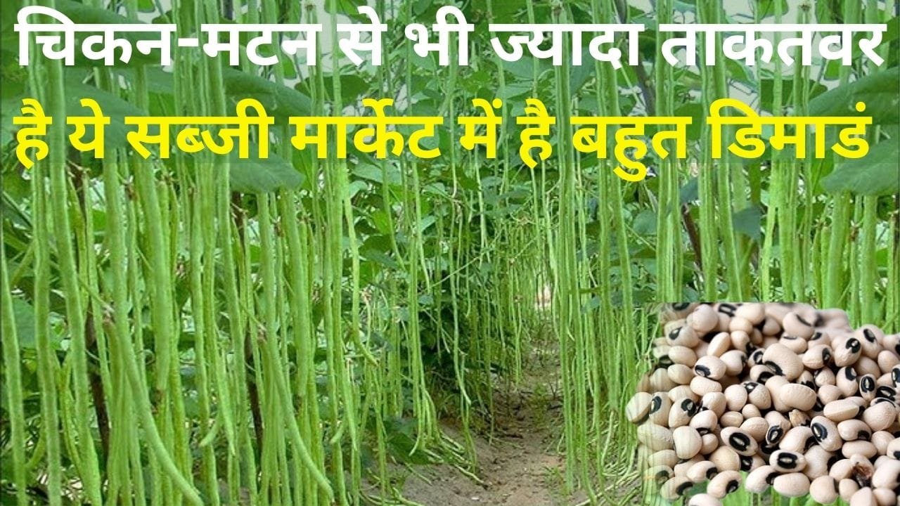 चिकन-मटन से भी ज्यादा ताकतवर है ये सब्जी, मार्केट में है बहुत डिमाडं 90 दिनों में खेती से होंगे मालामाल, जाने नाम और काम