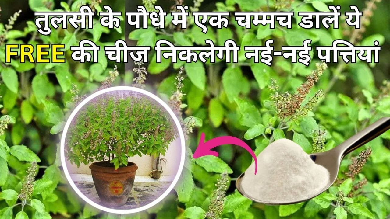 Gardening tips: तुलसी के पौधे में एक चम्मच डालें ये FREE की चीज, निकलेगी नई-नई पत्तियां हरा-भरा-घना हो जाएगा छोटा-सा पौधा, जाने नाम