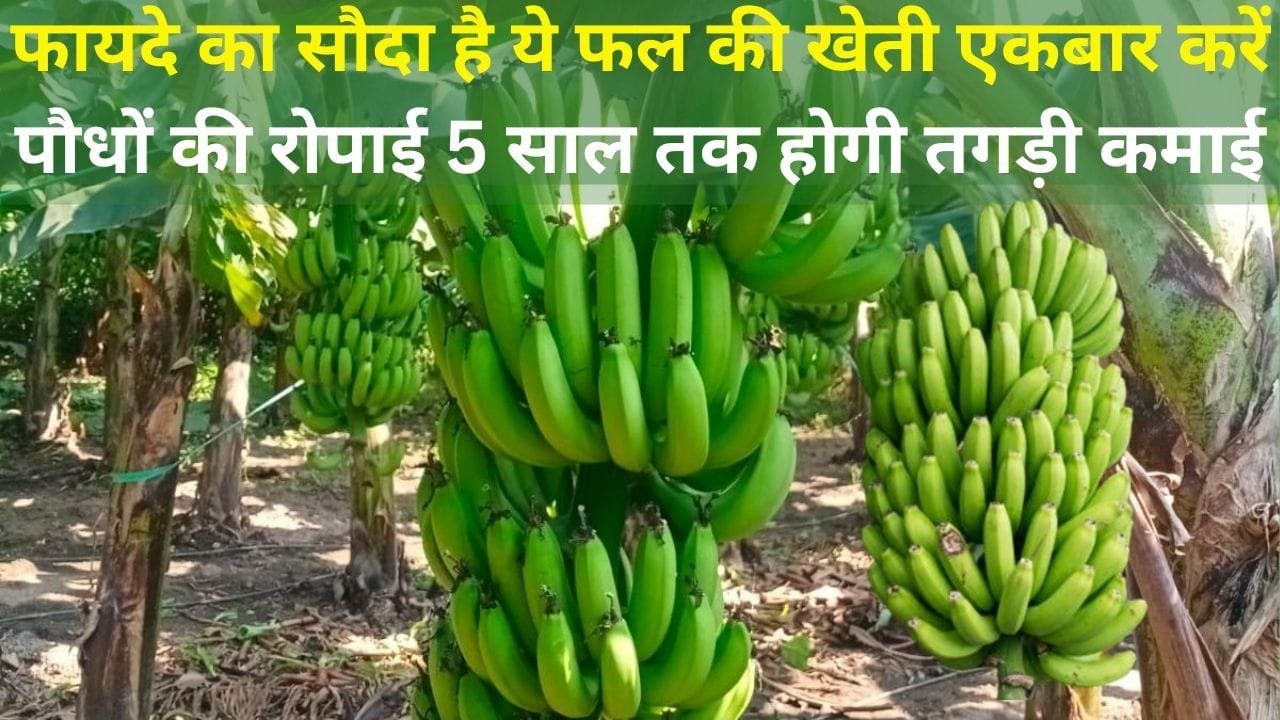 किसानों के लिए फायदे का सौदा है ये फल की खेती, एकबार करें पौधों की रोपाई 5 साल तक लगातार होगी तगड़ी कमाई, जाने नाम