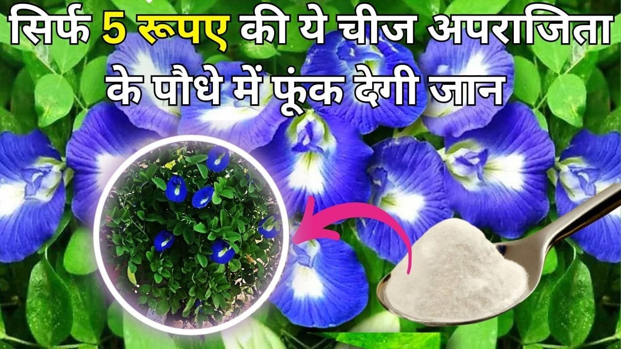Gardening tips: सिर्फ 5 रूपए की ये चीज अपराजिता के पौधे में फूंक देगी जान, माली ने बताया की ऐसे करें इस्तेमाल और देखें जादुई कमाल, जाने नाम