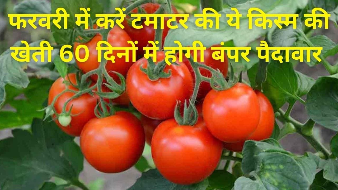 फरवरी में करें टमाटर की ये किस्म की खेती, 60 दिनों में होगी बंपर पैदावार के साथ लाखों में कमाई मार्केट में है तगड़ी मांग, जाने नाम