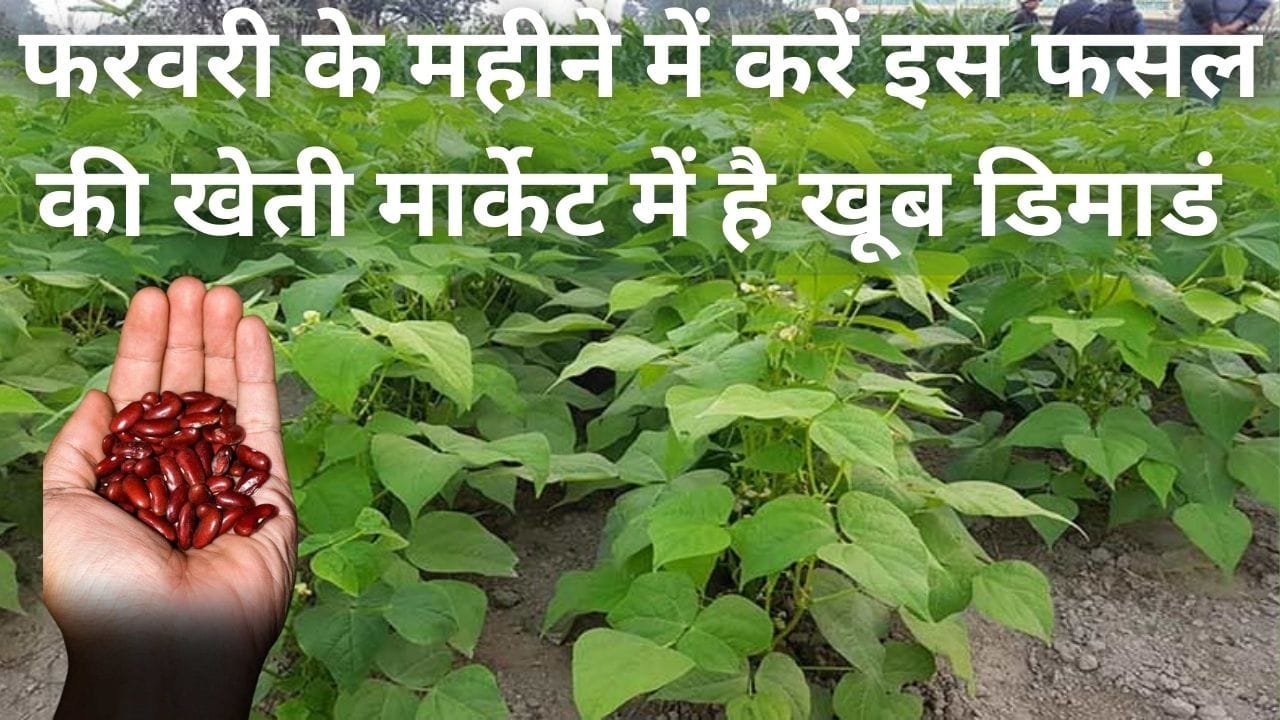 फरवरी के महीने में करें इस फसल की खेती, मार्केट में है खूब डिमाडं 120 दिन में खेती से बन जाएंगे धन्ना सेठ, जाने नाम