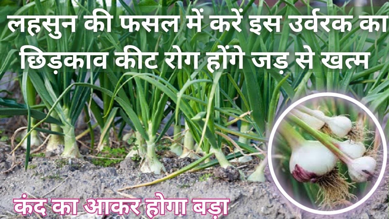 Agricultural Tips: लहसुन की फसल में करें इस उर्वरक का छिड़काव, कीट रोग होंगे जड़ से खत्म कंद का आकर होगा दोगुना तेजी से बड़ा, जाने नाम