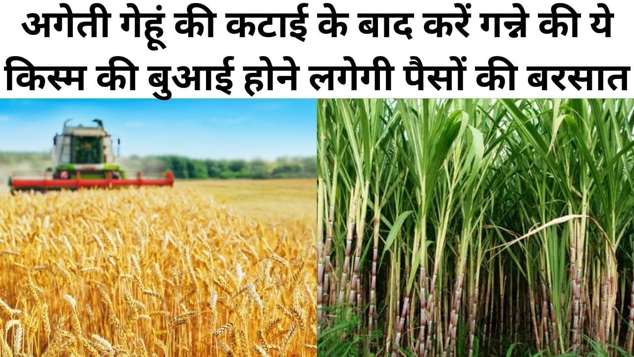 अगेती गेहूं की कटाई के बाद करें गन्ने की ये किस्म की बुआई, कम दिनों में होने लगेगी पैसों की बरसात, जाने बसंत ऋतु में बुआई का तरीका