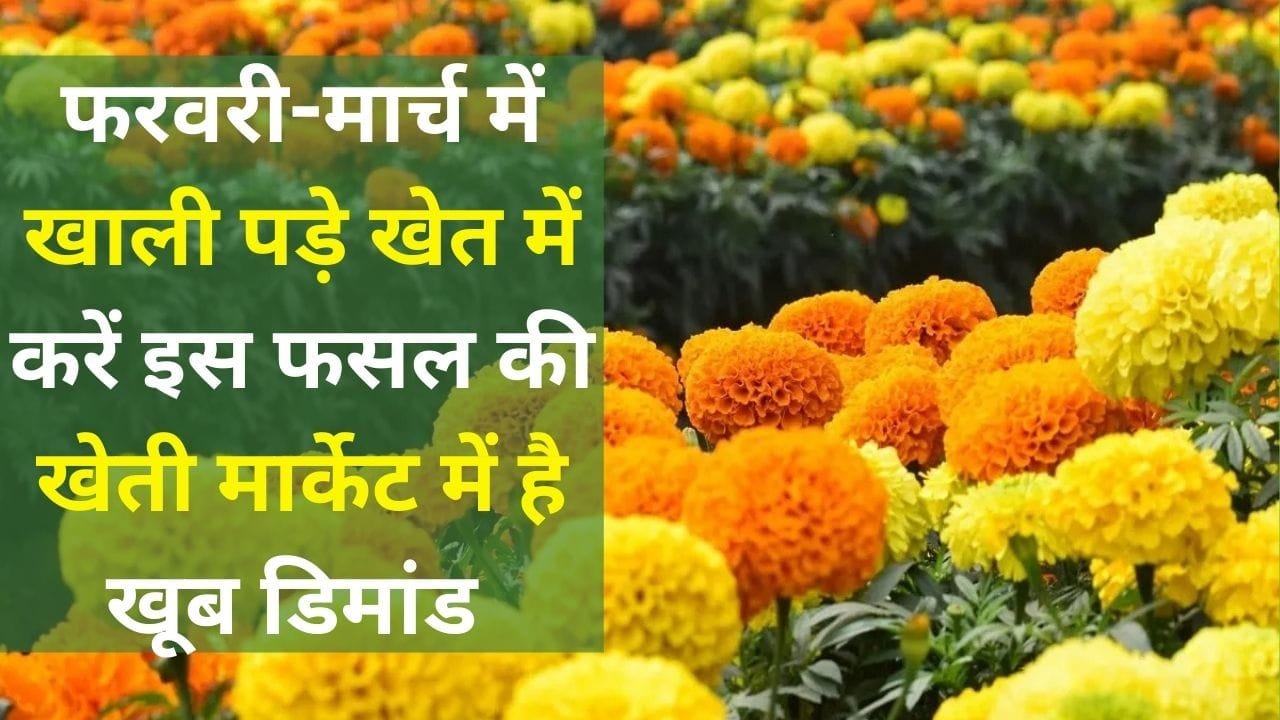 फरवरी-मार्च में खाली पड़े खेत में करें इस फसल की खेती, मार्केट में है खूब डिमांड खेती से हो जाएंगे मालामाल, जाने नाम