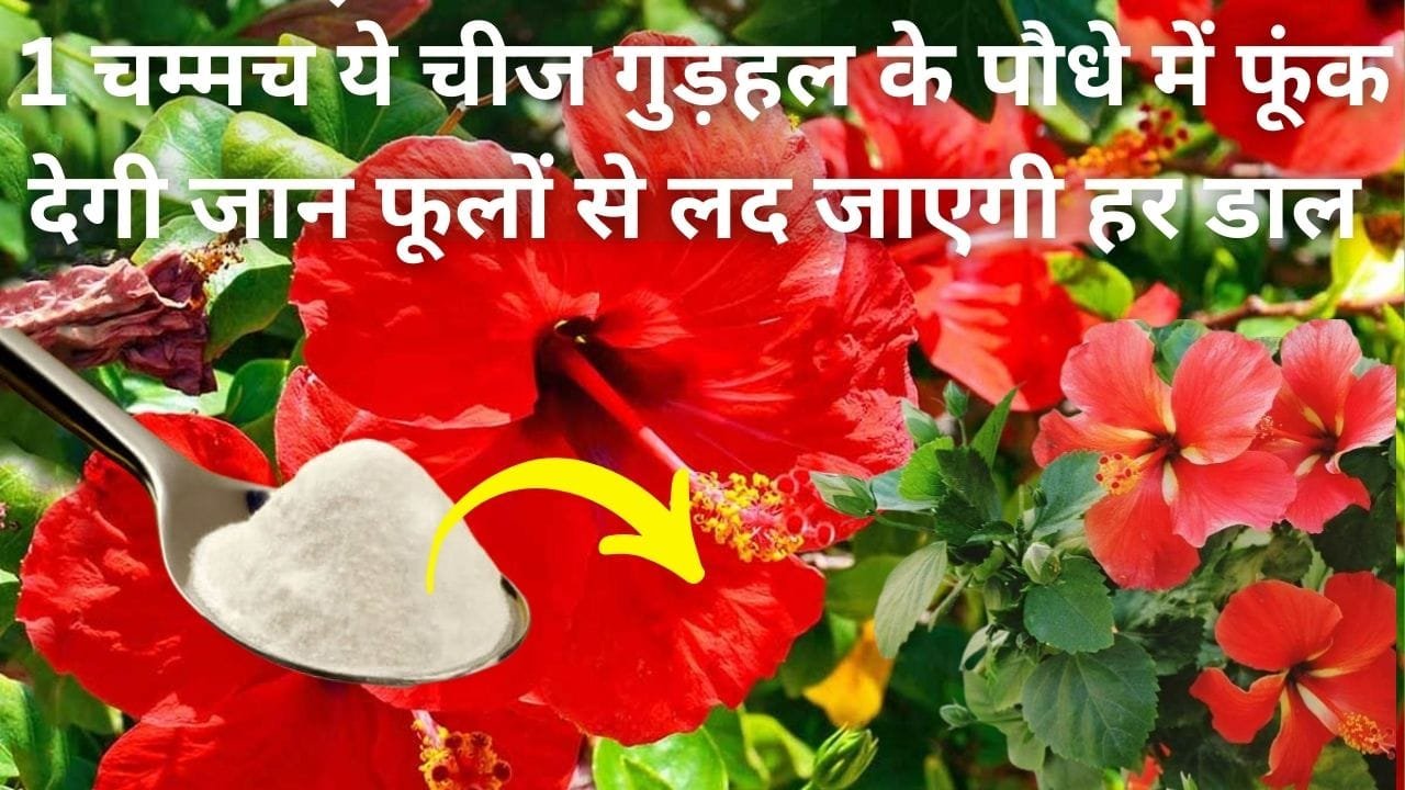 Gardening tips: सिर्फ एक चम्मच ये चीज गुड़हल के पौधे में फूंक देगी जान, ऐसे करें इस्तेमाल फूलों से लद जाएगी गुड़हल की हर डाल, जाने नाम