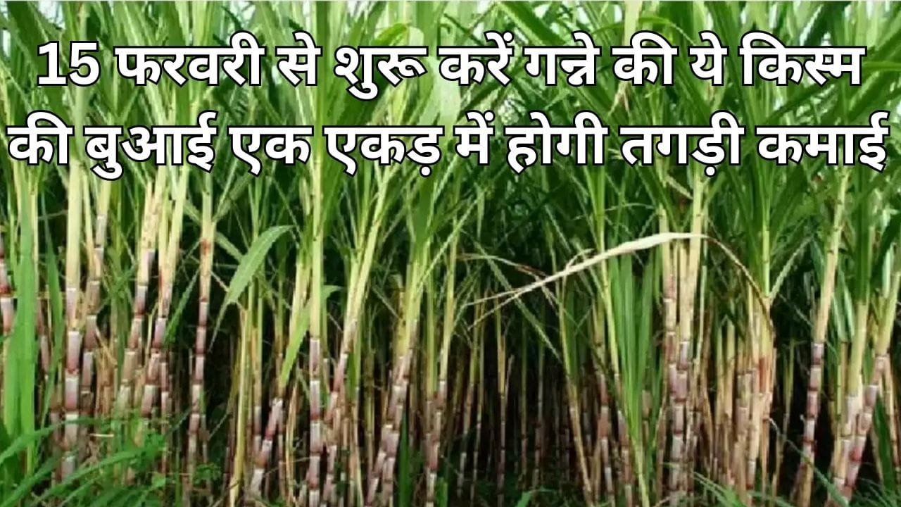 15 फरवरी से शुरू करें गन्ने की ये किस्म की बुआई, एक एकड़ में होगी तगड़ी कमाई बंपर पैदावार से भर जाएगा गोदाम, जाने नाम