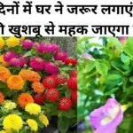 Gardening tips: गर्मी के दिनों में घर में जरूर लगाएं ये 2 पौधे, ठंडी हवा और फूलों की खुशबू से महक जाएगा पूरा घर खुशनुमा होगा एहसास