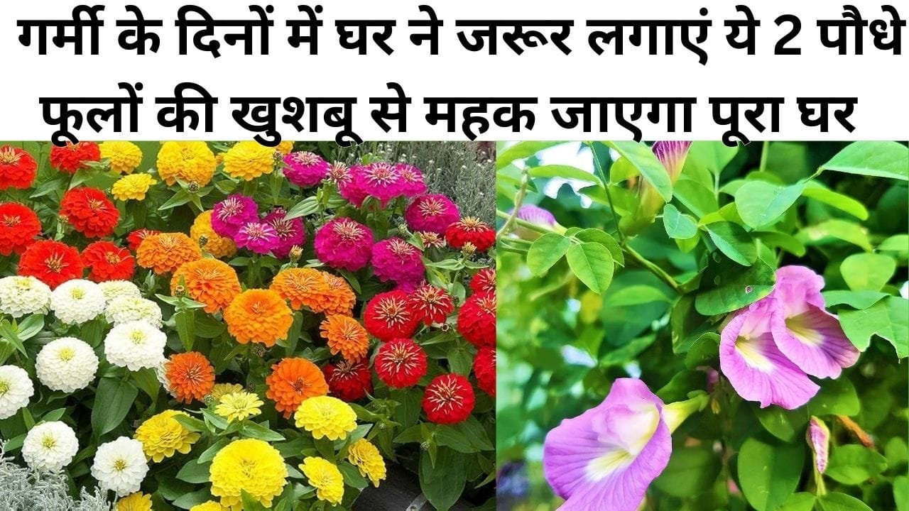 Gardening tips: गर्मी के दिनों में घर में जरूर लगाएं ये 2 पौधे, ठंडी हवा और फूलों की खुशबू से महक जाएगा पूरा घर खुशनुमा होगा एहसास