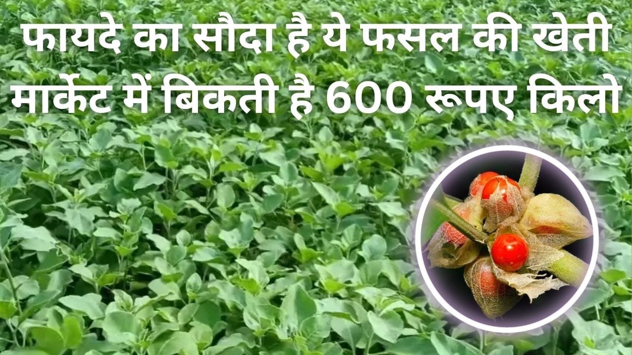 फायदे का सौदा है ये औषधीय फसल की खेती, मार्केट में बिकती है 600 रूपए प्रति किलो खेती से हो जाएंगे मालामाल, जाने नाम