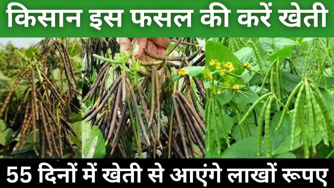 किसान इस फसल की करें खेती, सिर्फ 55 दिनों में होगी तैयार 1 एकड़ में देगी बंपर पैदावार समेत तगड़ा मुनाफा, जाने बुआई का तरीका