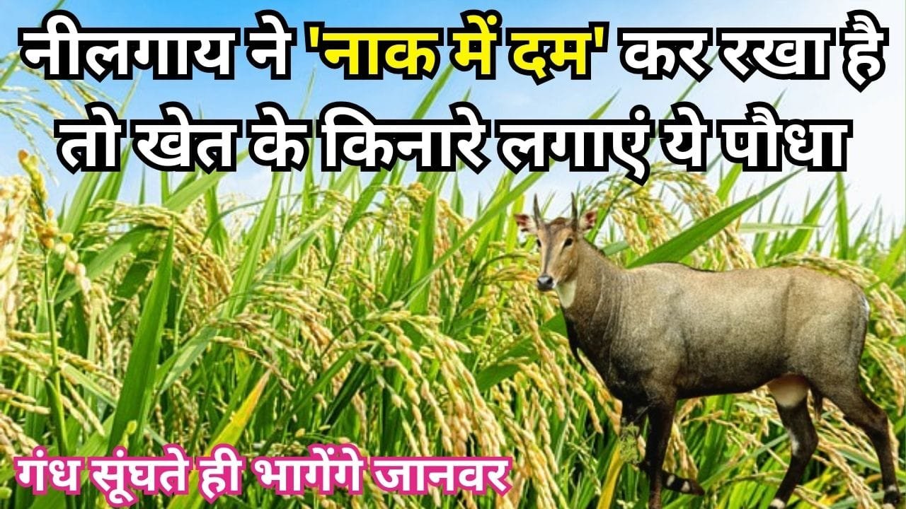 Agriculture tips: नीलगाय ने 'नाक में दम' कर रखा है तो खेत के किनारे लगा दें ये पौधा, गंध सूंघते ही उल्टे पैर भागेंगे जानवर, जाने नाम