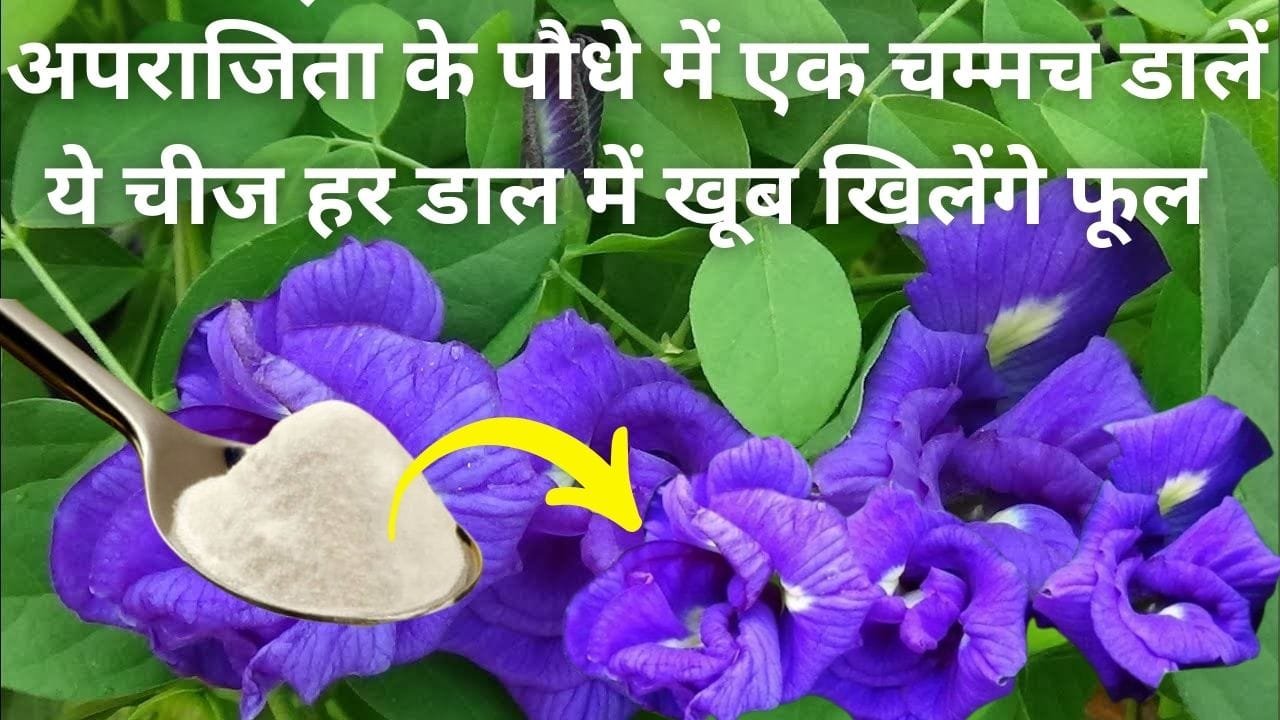 Gardening tips: अपराजिता के पौधे में एक चम्मच डालें किचन में रखी ये चीज, पौधा बनेगा फूलों की फैक्ट्री हर डाल में खूब खिलेंगे फूल