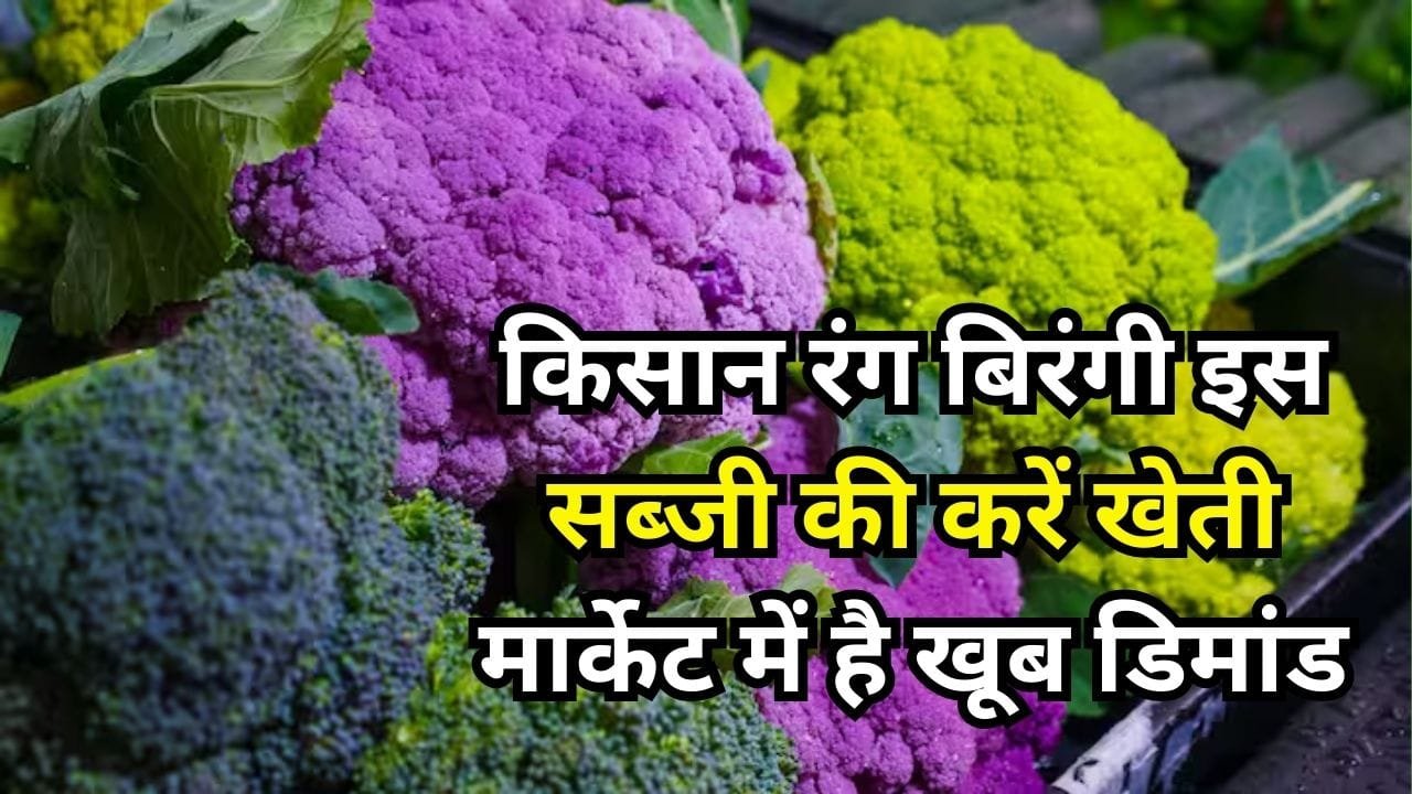 किसान रंग बिरंगी इस सब्जी की करें खेती, मार्केट में है खूब डिमांड खेती से 70 दिनों में हो जाएंगे मालामाल, जाने किस्मे