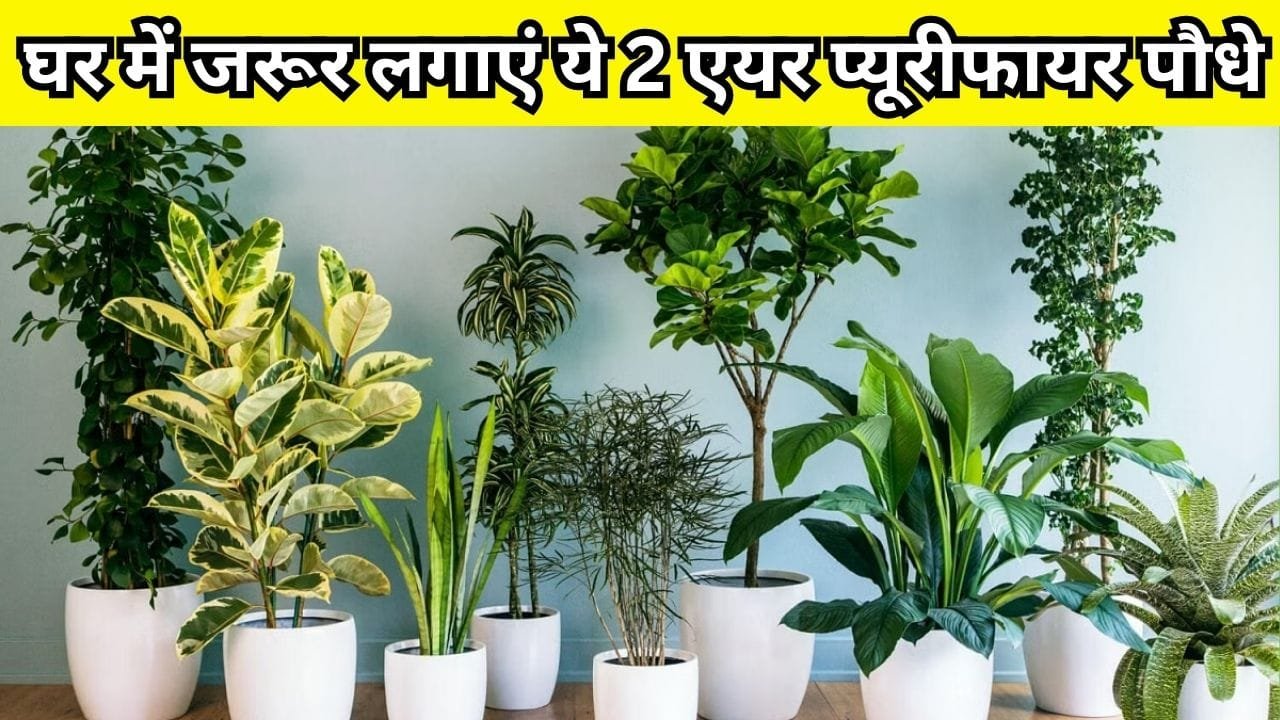 Gardening tips: घर में जरूर लगाएं ये 2 पौधे, एयर फ्रेशनर का करते है काम सेहत के लिए है वरदान, जाने नाम