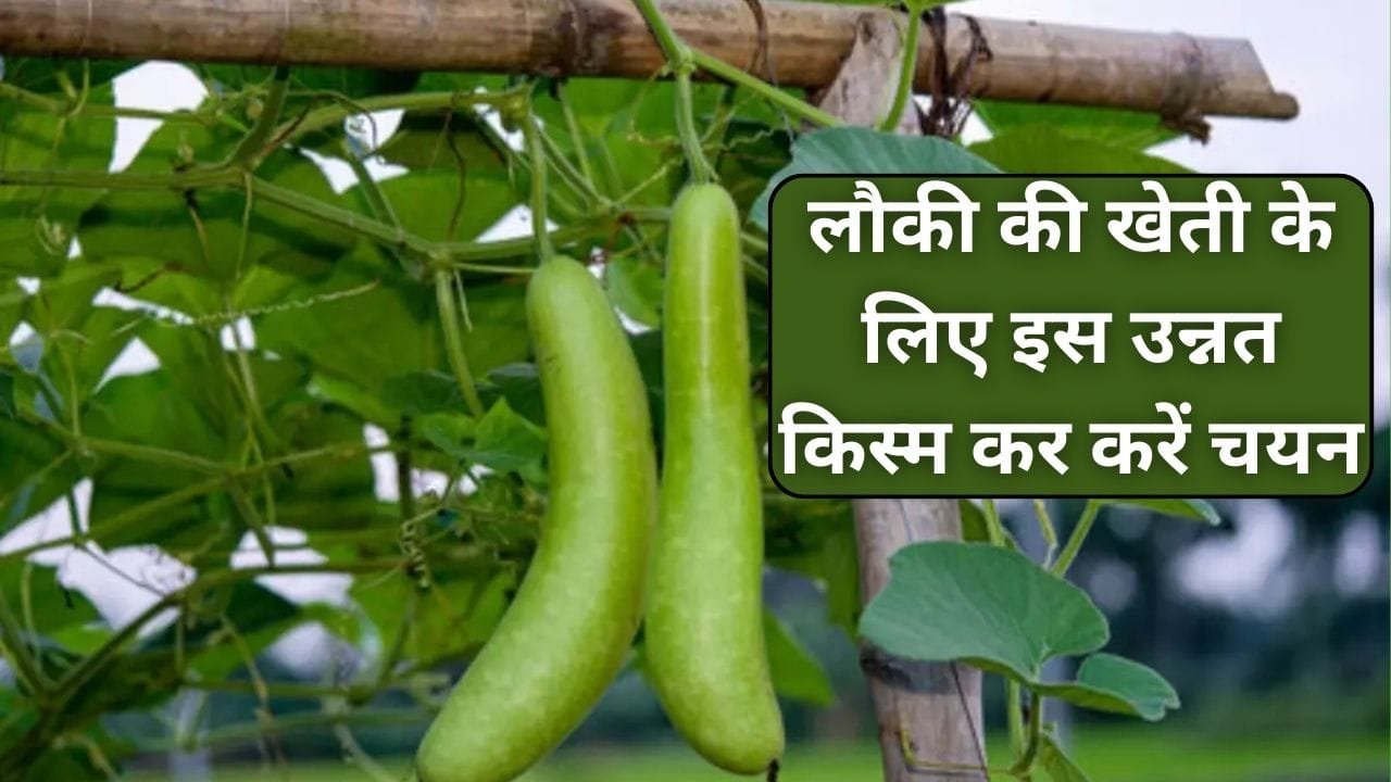 लौकी की खेती के लिए इस उन्नत किस्म कर करें चयन, बंपर पैदावार के साथ होगी छप्परफाड़ कमाई किसानों को बना देगी धनवान, जाने नाम
