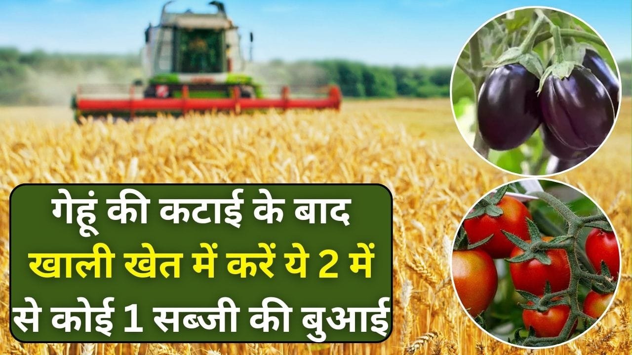 गेहूं की कटाई के बाद खाली खेत में करें ये 2 में से कोई 1 सब्जी की बुआई, सिर्फ 50 से 60 दिनों में होगी जमकर कमाई, जाने नाम