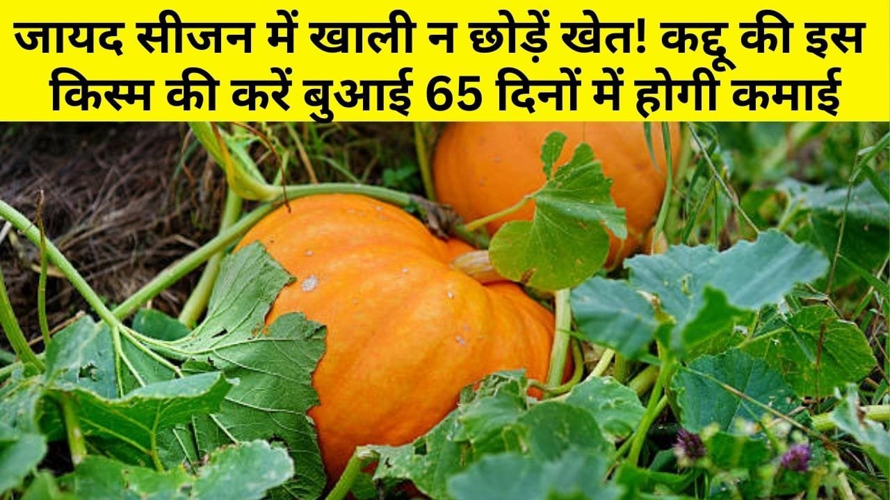 जायद सीजन में खाली न छोड़ें खेत! कद्दू की इस किस्म की करें बुआई 65 दिनों में होगी डबल कमाई, जाने नाम