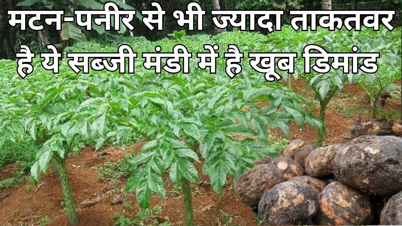 मटन-पनीर से भी ज्यादा ताकतवर है ये सब्जी, मंडी में है खूब डिमांड खेती से लखपति हो जाएंगे किसान, जाने नाम