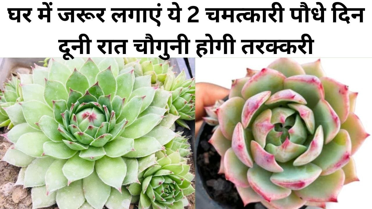 Gardening tips: घर में जरूर लगाएं ये 2 चमत्कारी पौधे, दिन दूनी रात चौगुनी होगी तरक्करी धन में होगी बेशुमार वृद्धि, जाने नाम
