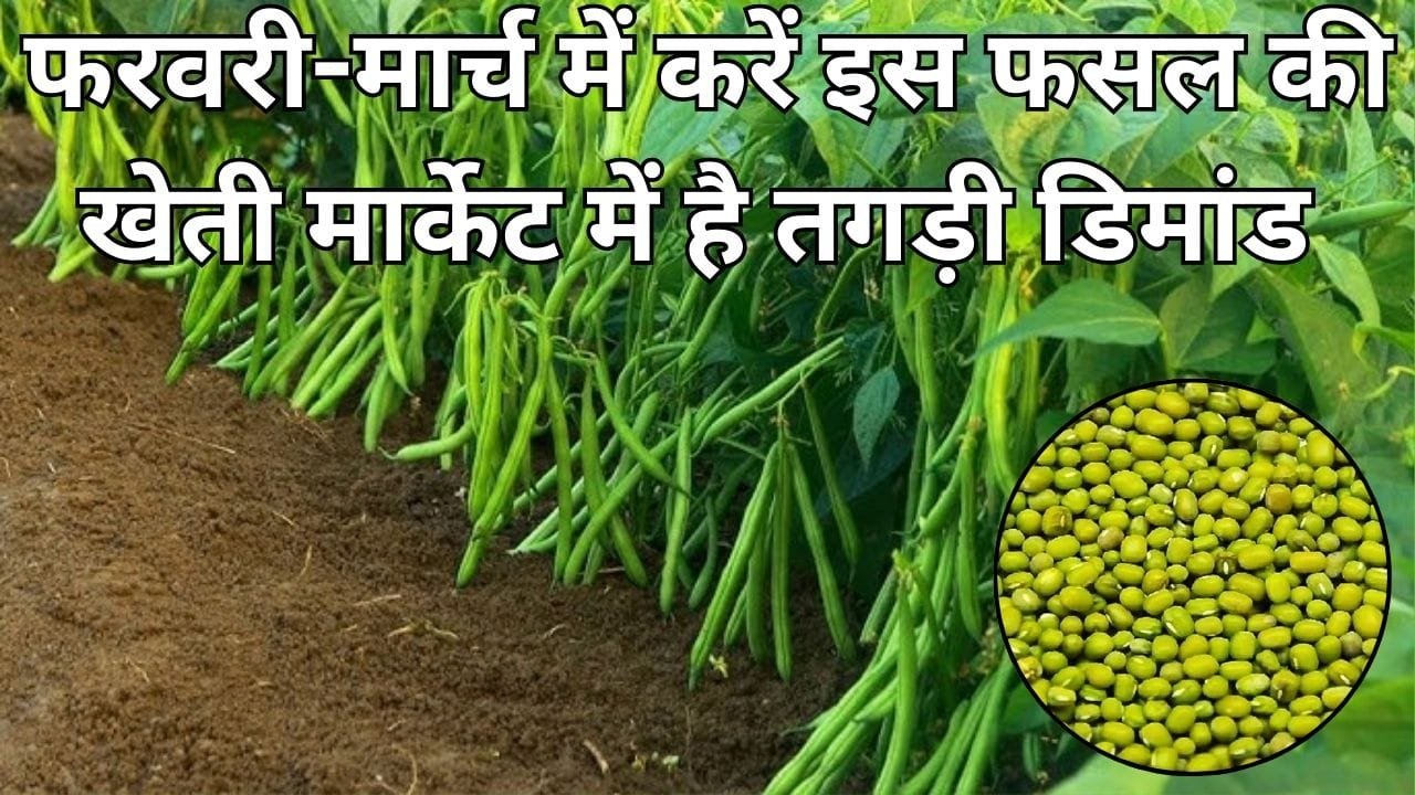 फरवरी-मार्च में करें इस फसल की खेती, मार्केट में है तगड़ी डिमांड खेती से बन जाएंगे धन्ना सेठ, जाने बुआई का बेस्ट तरीका